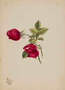 Untitled (Rose) by Mary Vaux Walcott