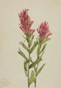 Alberta Paintbrush by Mary Vaux Walcott