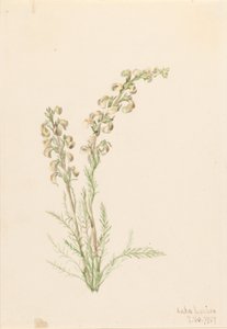 Alpine Fernlife (Pedicularis contorta)