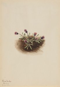 Alpine Fleabane by Mary Vaux Walcott