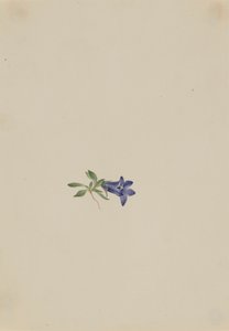 Alpine Harebell