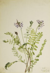 Alpine Milkvetch