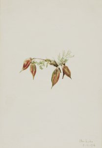 Alpine Pointvetch by Mary Vaux Walcott