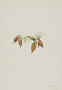Alpine Pointvetch Oxytropis podocarpa, 1918
