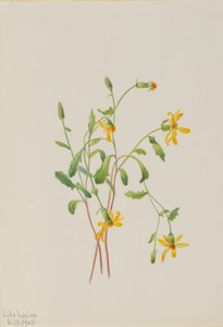 Alpine Ragwort