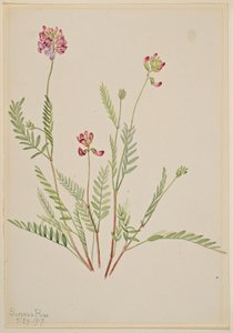 Alpine Vetch by Mary Vaux Walcott