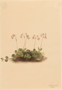 American Twinflower