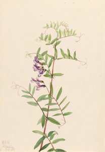 American Vetch (Vicia Americana) by Mary Vaux Walcott