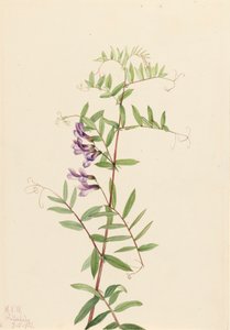 American Vetch Vicia americana by Mary Vaux Walcott