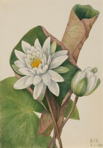 American Waterlily by Mary Vaux Walcott
