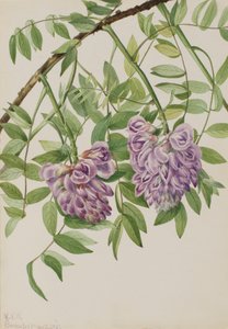 American Wisteria Kraunhia Frutescens, 1925