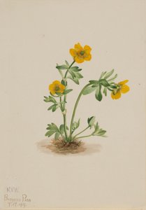 Avalanche Buttercup Ranunculus suksdorfii, 1919 by Mary Vaux Walcott