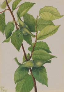 Beaked Hazelnut by Mary Vaux Walcott