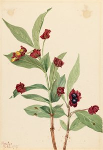 Bearberry Honeysuckle by Mary Vaux Walcott
