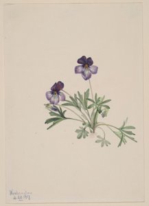 Birdsfoot Violet by Mary Vaux Walcott