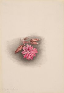 Bitterroot Lewisia redivivia by Mary Vaux Walcott