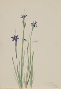 Blue-eyed-grass (Sisyrinchium Angustifolium)