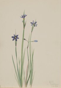 Blue-eyed-grass Sisyrinchium angustifolium