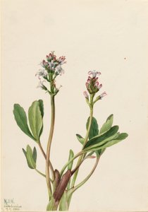 Bogbean