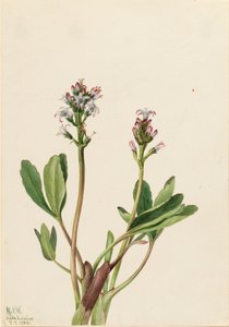 Bogbean Menyanthes trifoliata