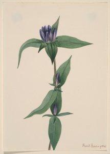 Bottle Gentian by Mary Vaux Walcott