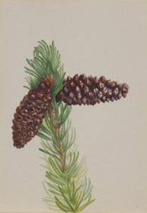 Bristle-Cone Pine Pinus aristata