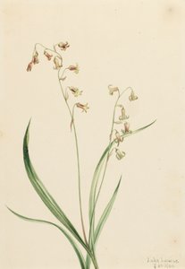 Bronzebells Stenanthium occidentale