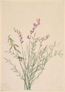 Burgess Milkvetch by Mary Vaux Walcott