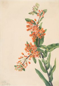 Butterfly Weed Asclepias tuberosa, 1919