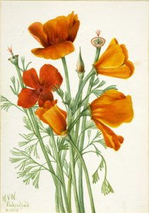 California Poppy, 1935
