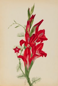 Cannas and Cypress Vine Canna species and Ipomoea quamoclit