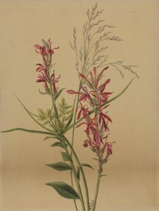 Cardinal Flower