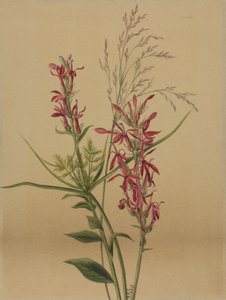 Cardinal Flower Lobelia cardinalis, 1878