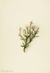 Cassiope by Mary Vaux Walcott
