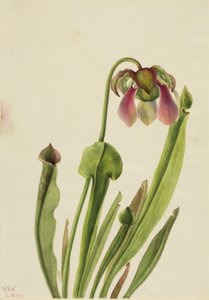 Catesby Pitcherplant (Sarracenia catesaei) by Mary Vaux Walcott
