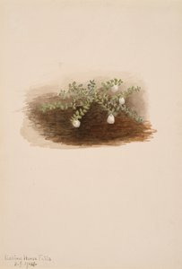 Chiogenes hispidula, 1904