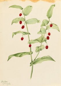 Clasping Twisted Stalk (Streptopus amplexifolius) by Mary Vaux Walcott