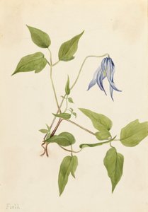 Columbia Clematis Clematis Columbiana