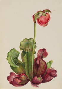 Common Pitcherplant