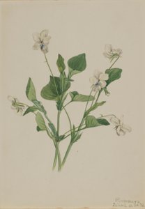 Cream Violet