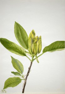 Cucumber Tree