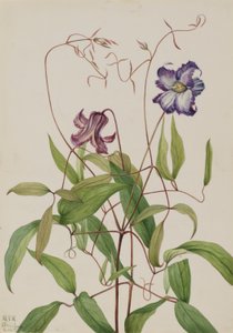 Curly Clematis by Mary Vaux Walcott