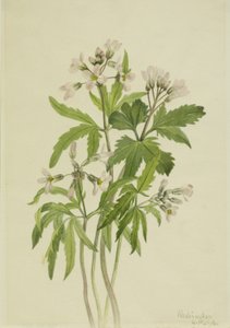 Cut Toothwort