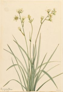 Deathcamas Zygadenus elegans