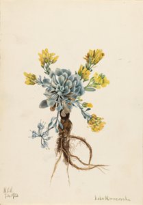 Double Bladderpod (Physaria didymocarpa)