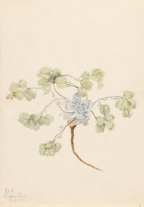 Double Bladderpod Physaria didymocarpa