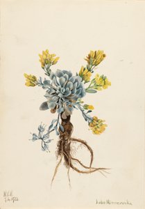 Double Bladderpod Physaria didymocarpa