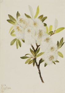 Drummond Willow Salix drummondiana