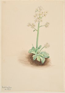 Early Saxifrage