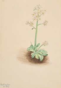 Early Saxifrage Saxifraga virginiensis